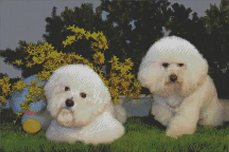 csdogs